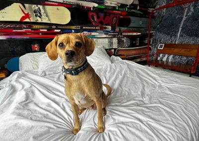 Crash Hotel Squamish is a dog friendly hotel