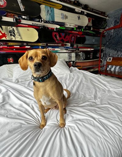 Crash Hotel Squamish is a dog friendly hotel