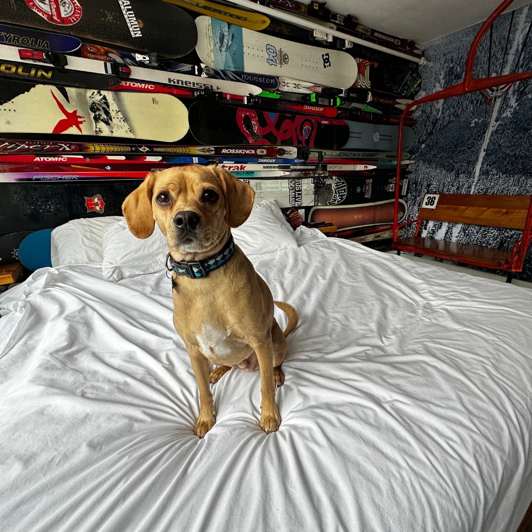 Crash Hotel Squamish is a dog friendly hotel