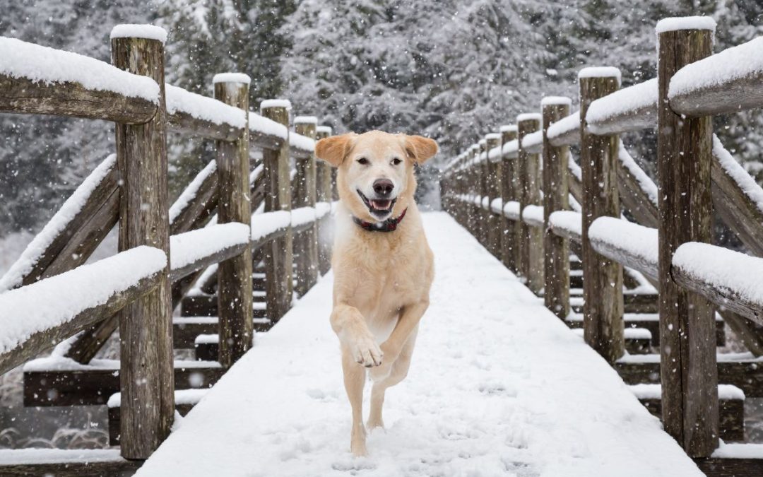 Winter in the Sea-to-Sky: Why The Crash Hotel is Your Perfect Winter Vacation Base