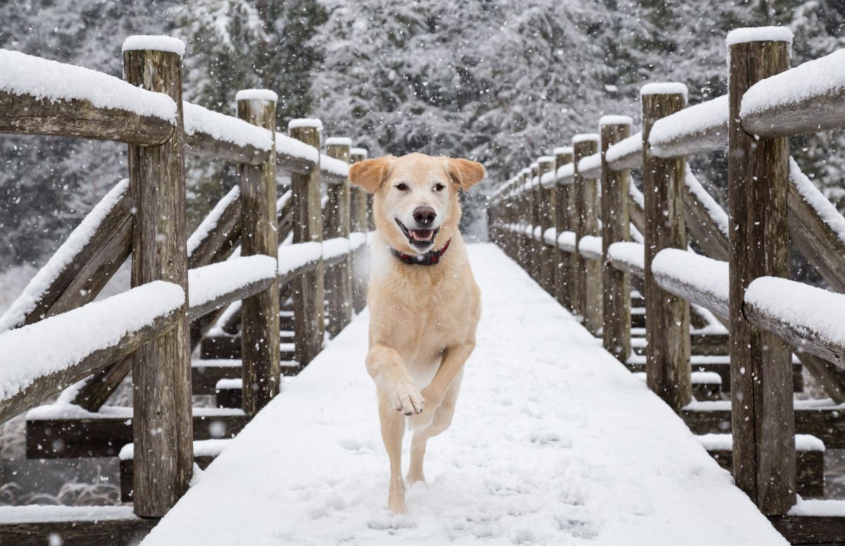 Check out all of the winter activities Squamish has to offer.