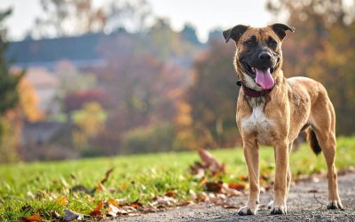 Off-Leash Dog Parks in Squamish: Where to Let Your Dog Run Free