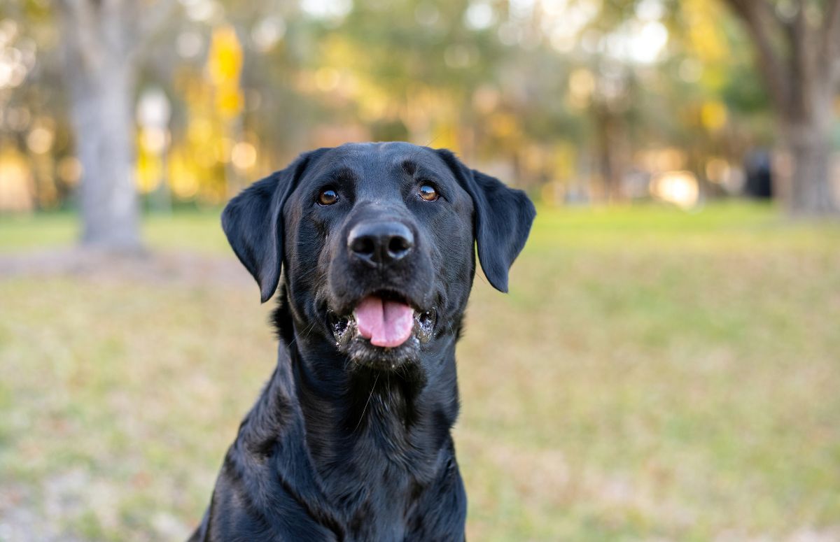 Squamish Dog Park near Dog Friendly Crash Hotel